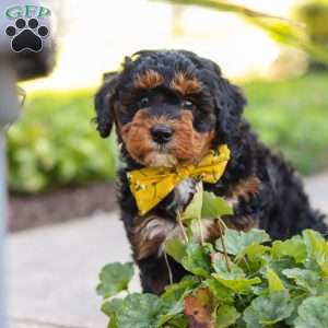 Winston, Mini Bernedoodle Puppy