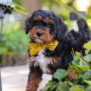 Winston, Mini Bernedoodle Puppy