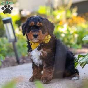 Winston, Mini Bernedoodle Puppy