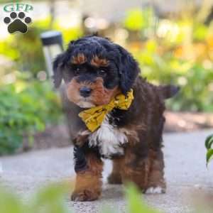 Winston, Mini Bernedoodle Puppy