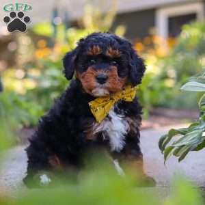 Winston, Mini Bernedoodle Puppy