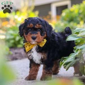 Winston, Mini Bernedoodle Puppy