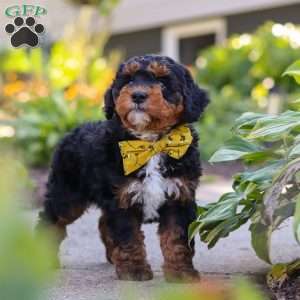 Winston, Mini Bernedoodle Puppy