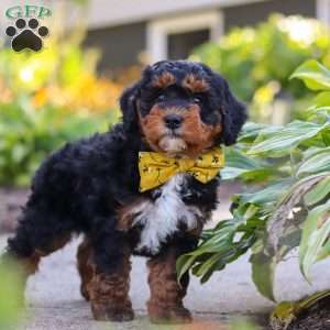 Winston, Mini Bernedoodle Puppy
