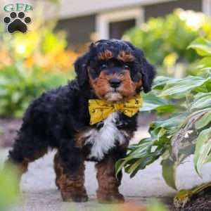 Winston, Mini Bernedoodle Puppy