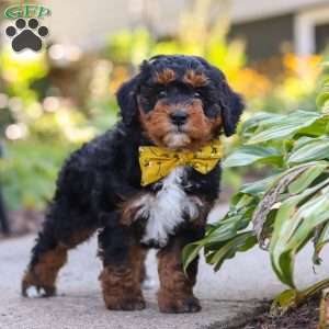 Winston, Mini Bernedoodle Puppy
