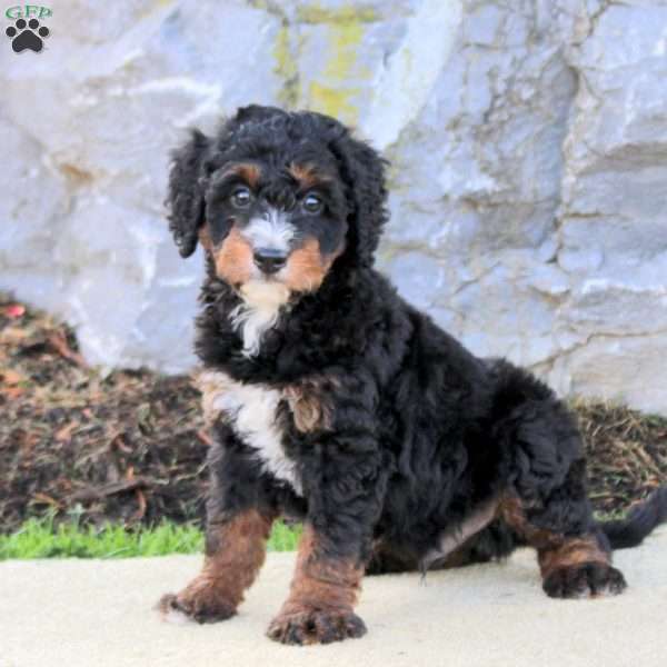 Winston, Mini Bernedoodle Puppy