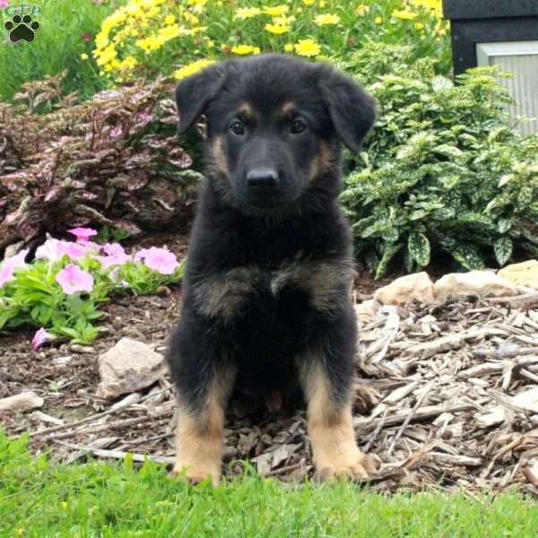 Winston, German Shepherd Puppy