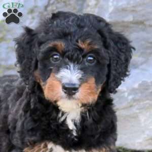 Winston, Mini Bernedoodle Puppy