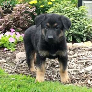 Winston, German Shepherd Puppy