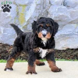Winston, Mini Bernedoodle Puppy