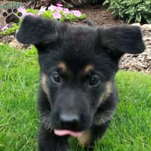 Winston, German Shepherd Puppy