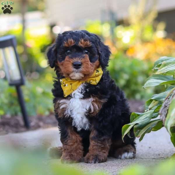 Winston, Mini Bernedoodle Puppy