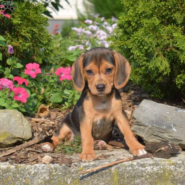 Wish, Beagle Puppy