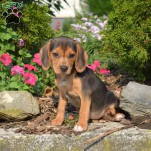 Wish, Beagle Puppy