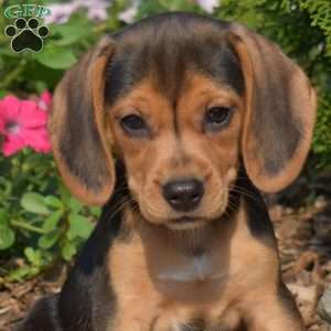 Wish, Beagle Puppy