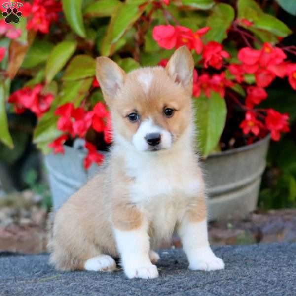 Wonder, Pembroke Welsh Corgi Puppy