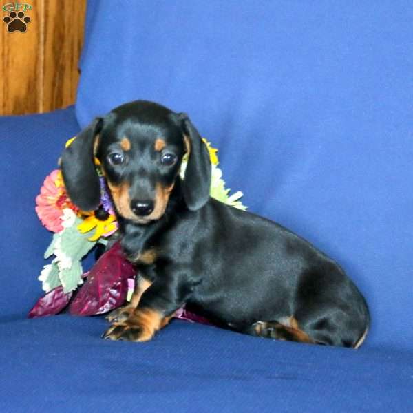 Wonder, Dachshund Puppy