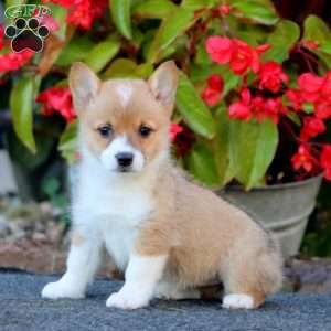Wonder, Pembroke Welsh Corgi Puppy