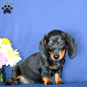 Wonder, Dachshund Puppy