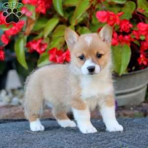 Wonder, Pembroke Welsh Corgi Puppy