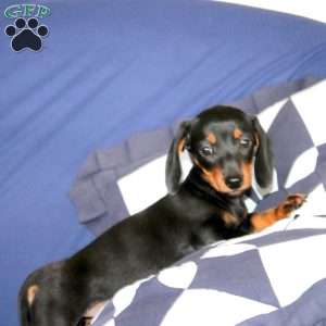 Wonder, Dachshund Puppy