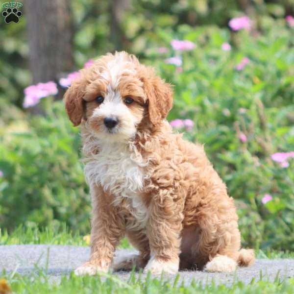 Wonder, Mini Goldendoodle Puppy