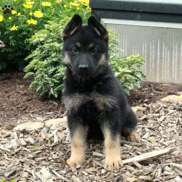 Wren, German Shepherd Puppy