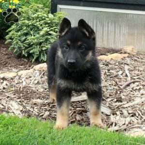 Wren, German Shepherd Puppy