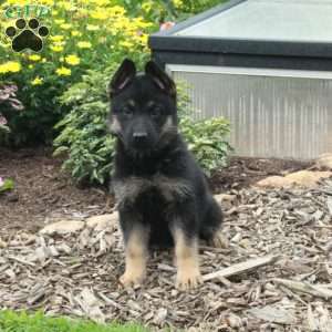 Wren, German Shepherd Puppy