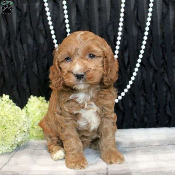 Wrenley, Cockapoo Puppy
