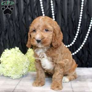 Wrenley, Cockapoo Puppy