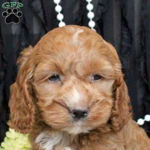 Wrenley, Cockapoo Puppy