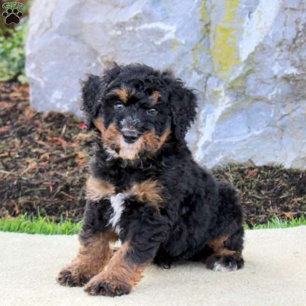 Wyatt, Mini Bernedoodle Puppy