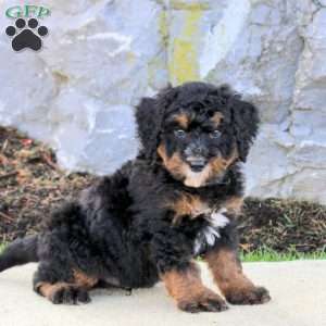Wyatt, Mini Bernedoodle Puppy