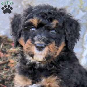 Wyatt, Mini Bernedoodle Puppy