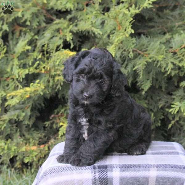 Zach, Mini Aussiedoodle Puppy