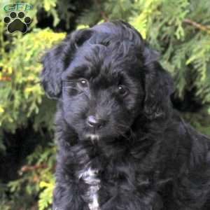 Zach, Mini Aussiedoodle Puppy