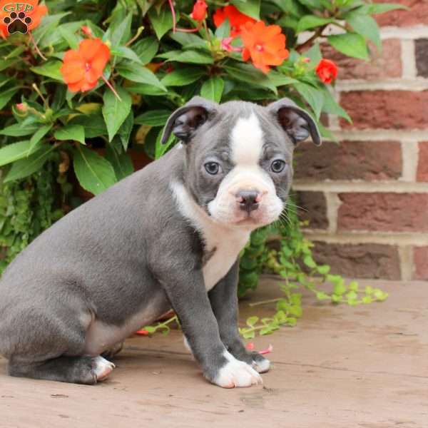 Zachy, Boston Terrier Puppy