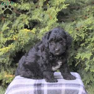 Zach, Mini Aussiedoodle Puppy