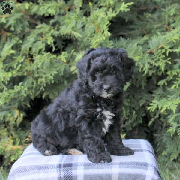 Zelda, Mini Aussiedoodle Puppy