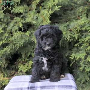 Zelda, Mini Aussiedoodle Puppy