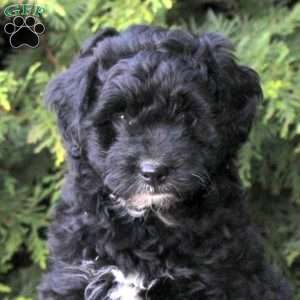 Zelda, Mini Aussiedoodle Puppy