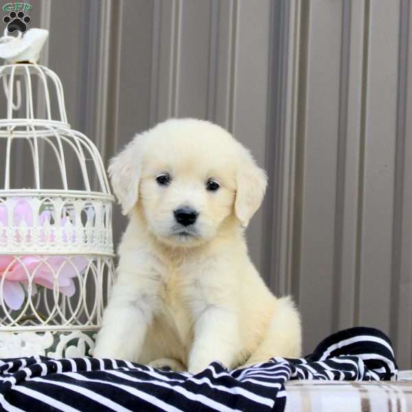 Zoey, English Cream Golden Retriever Puppy