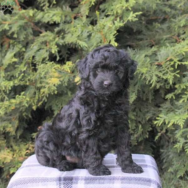 Zoey, Mini Aussiedoodle Puppy