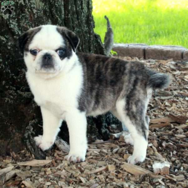 Zoey, Pug Puppy