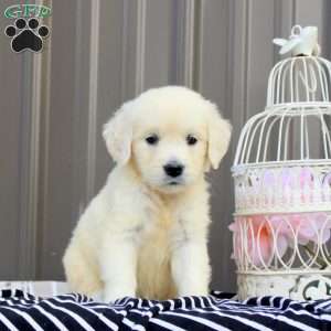 Zoey, English Cream Golden Retriever Puppy