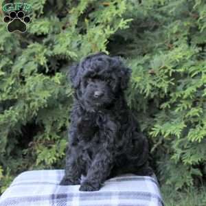 Zoey, Mini Aussiedoodle Puppy