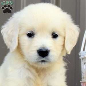 Zoey, English Cream Golden Retriever Puppy