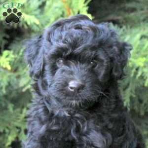Zoey, Mini Aussiedoodle Puppy